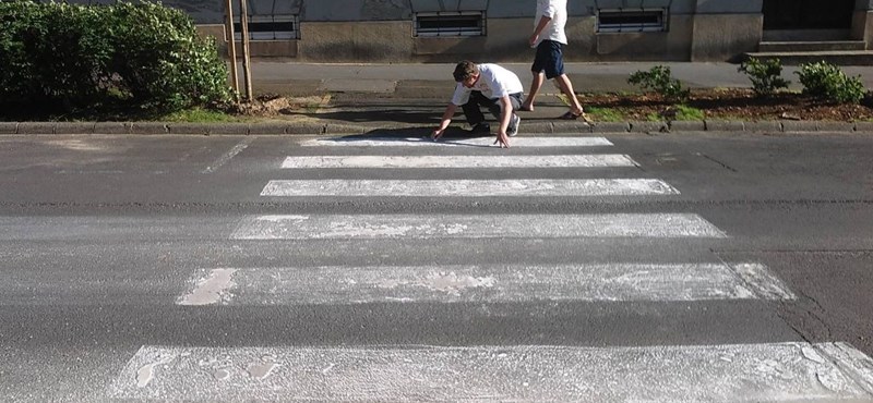 „Tönkretett” egy kaposvári zebrát a Kétfarkú Kutya Párt