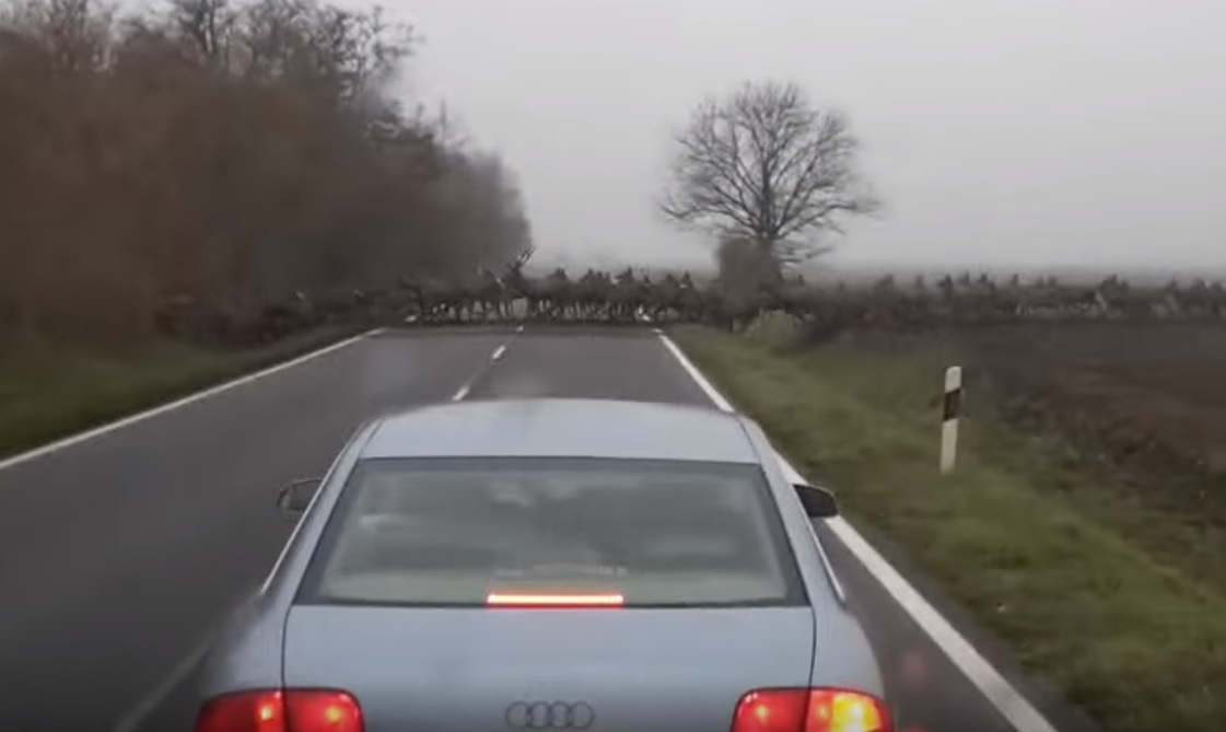 VIDEÓ: Na ez VADVESZÉLY! Ilyet sem látni minden nap…