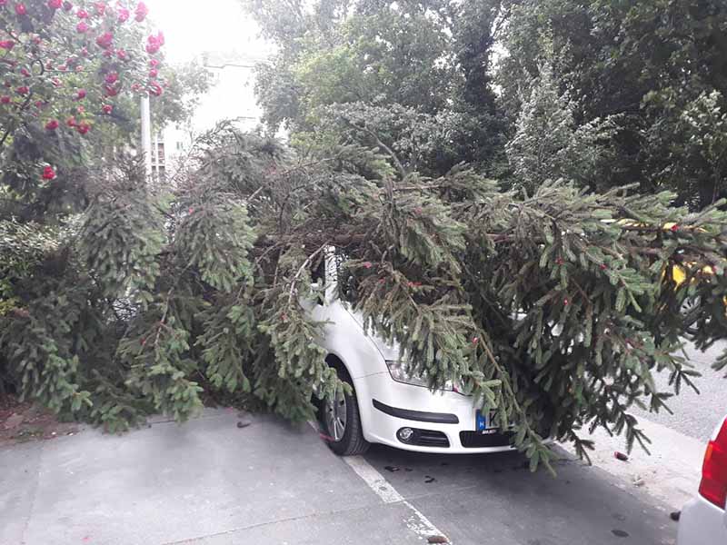 FOTÓK: A 11. kerületi Baranyai téren fákat döntött ki a vihar!