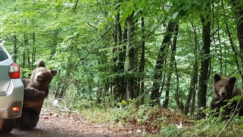 VIDEÓK: Medvék, akik parkoló autókat próbálnak kinyitni