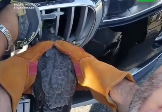Videó – Hűtőrácsba szorult egy madár feje, így mentették meg