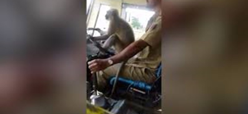 Videó – Felfüggesztettek egy sofőrt Indiában, mert hagyta hogy egy majom „vezesse” a buszt