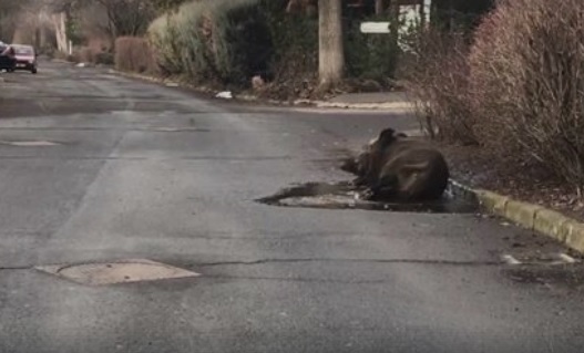 Videó – Kátyúnak is lehet ám örülni – lásd ezt a boldog debreceni vaddisznót