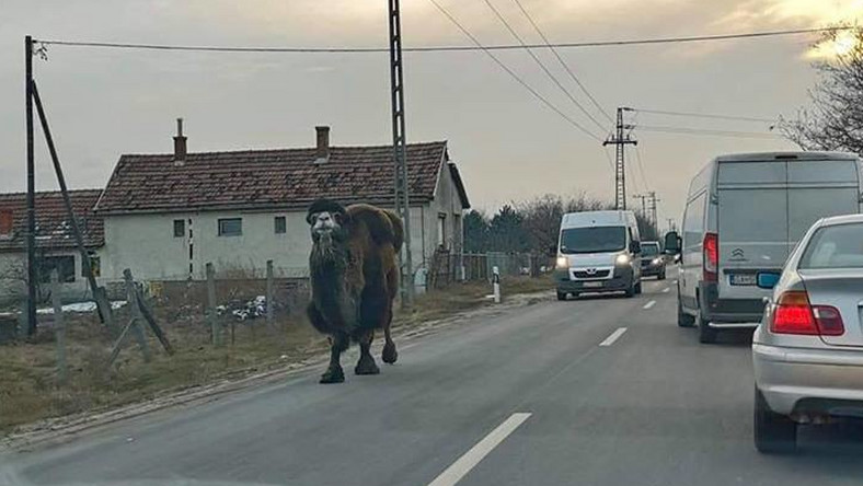 Döbbenet: az autók közé sorolt egy teve Lajosmizsén