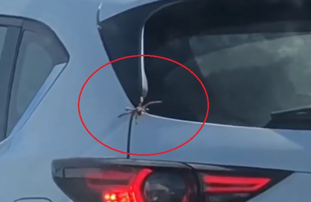 Videó –  Vele biztosan nem akarsz találkozni mikor kinyitod a csomagtartót