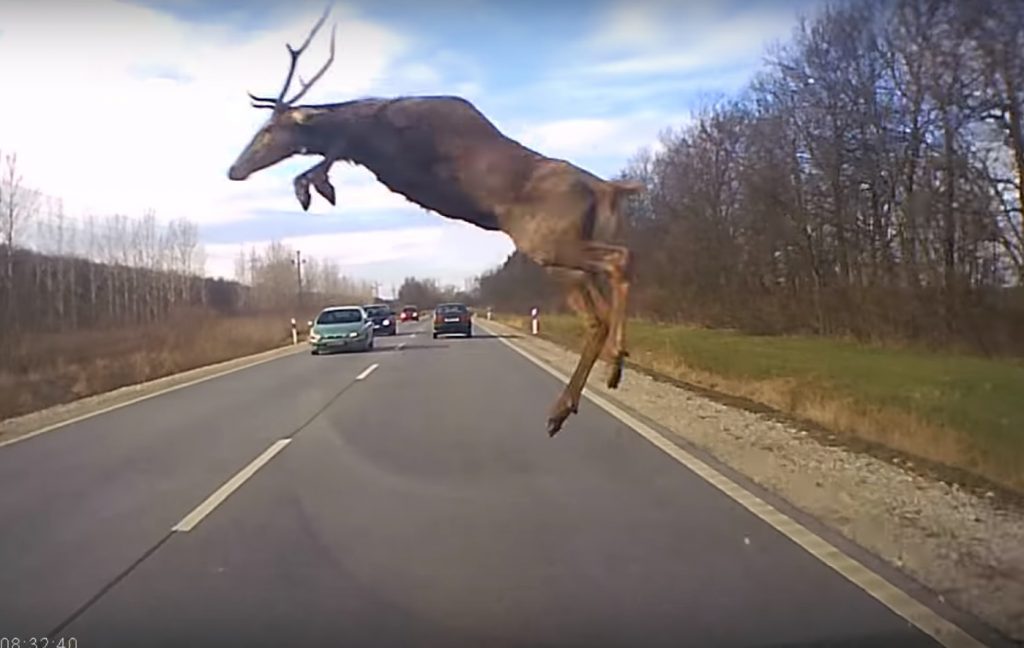 VIDEÓ: Megapara rémálom. Bokorból ugrott elé a szarvas
