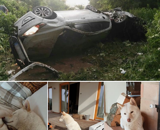 Megható rövid történet egy balesetben eltűnt, majd előkerült kutyáról