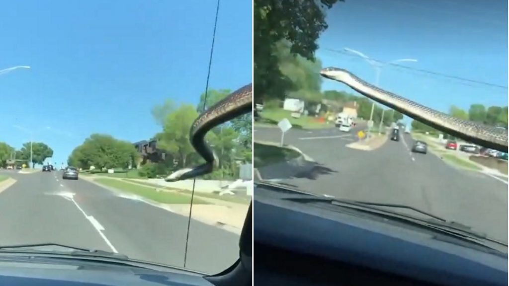 Videó – Semmi extra, csak egy kígyó jelent meg útközben a szélvédőn