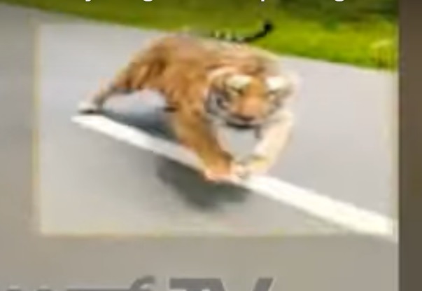 VIDEÓ: Ennél jobban soha nem húznád a gázt motoron