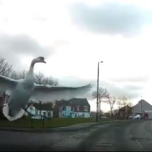 VIDEÓ: Ilyen felvételt is ritkán látni – Egy hattyú csapódott az autó szélvédőjnek