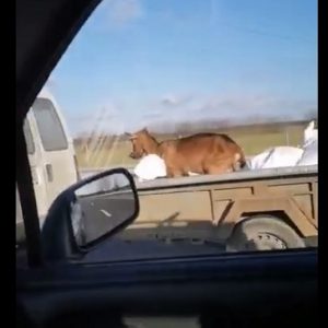 VIDEÓ: Elképesztő! 110-es tempóval, utánfutón szállítottak egy állatot az M0-áson