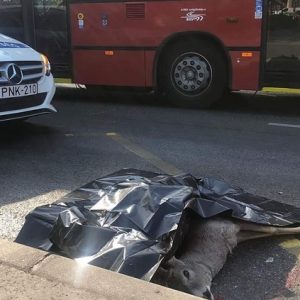 Őzet gázoltak Budapest 8. kerületében
