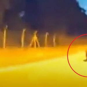VIDEÓ: Ezt tudta a Tesla Autopilot, amikor egy vaddisznóval találkozott a kocsi