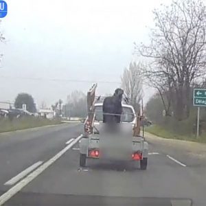 VIDEÓ: Összeszorul a szív attól, ahogy ezt a lovat ma szállították az 51-es úton