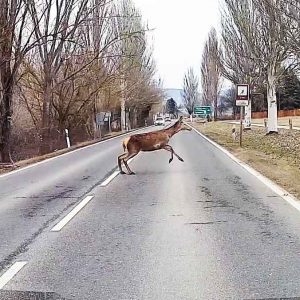 Videó egy békés, de közeli találkozásról