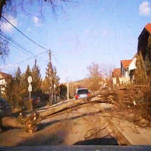 VIDEÓ: Páran újjászülettek ma délután Csömörön. Hatalmas fa dőlt az útra, amit egy teherautó rántott ki