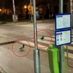 VIDEÓ: Óriás jófej kacsákról készült felvétel a 13. kerületben