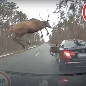 VIDEÓ: A szarvascsorda egyik tagja konkrétan ráugrott a BMW tetejére Lengyelországban
