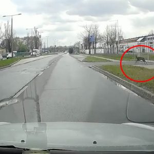 VIDEÓ: Őz keveredett be a Budafoki útra tegnap. Nem tetszett neki a város, amin nem csodálkozunk