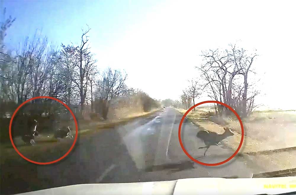 VIDEÓ: Fütyültek az őzek a vadriasztóra