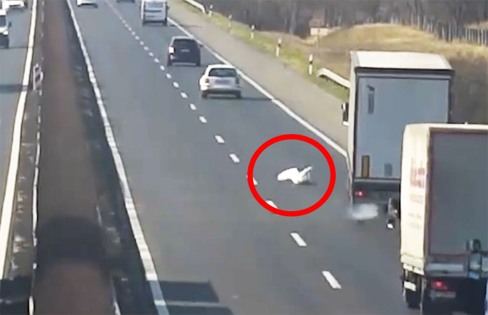 Hattyúhajsza az M1-esen – VIDEÓ