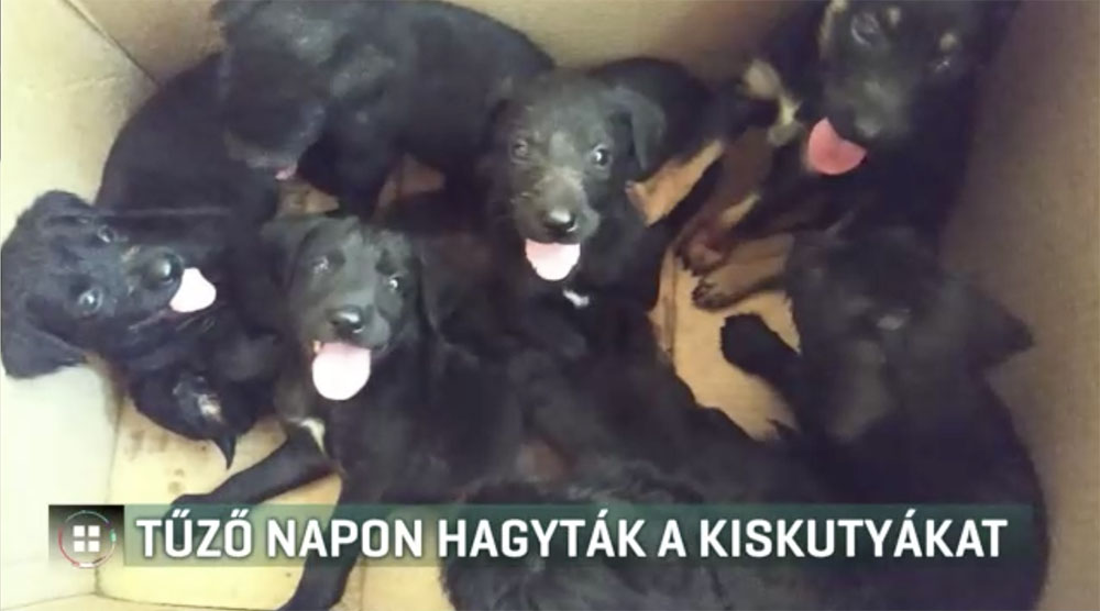 Nyolc kiskutyát hagytak az út szélén a legnagyobb forróságban