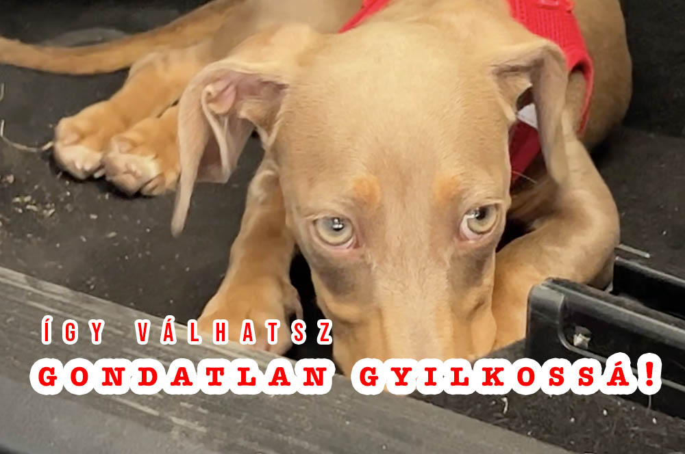 Így válhatsz GONDATLAN GYILKOSSÁ!
