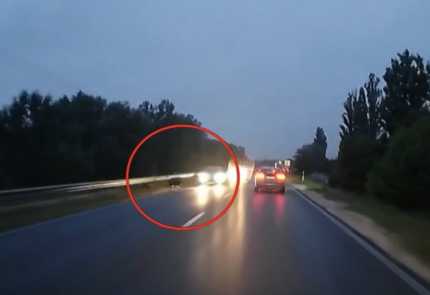 Videón, ahogy balesetet okozott egy vaddisznó a 10-es úton