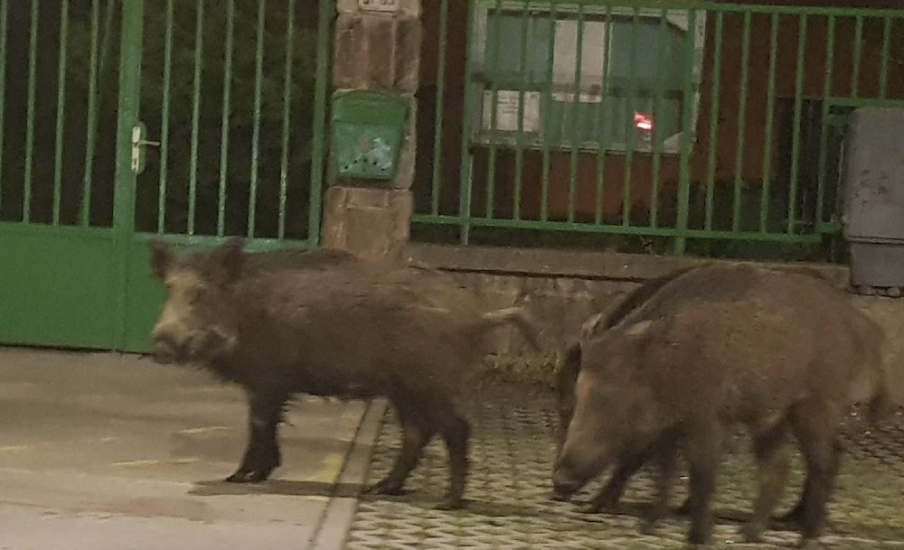 VIDEÓ: Egyre többször lehet látni vaddisznót a fővárosban