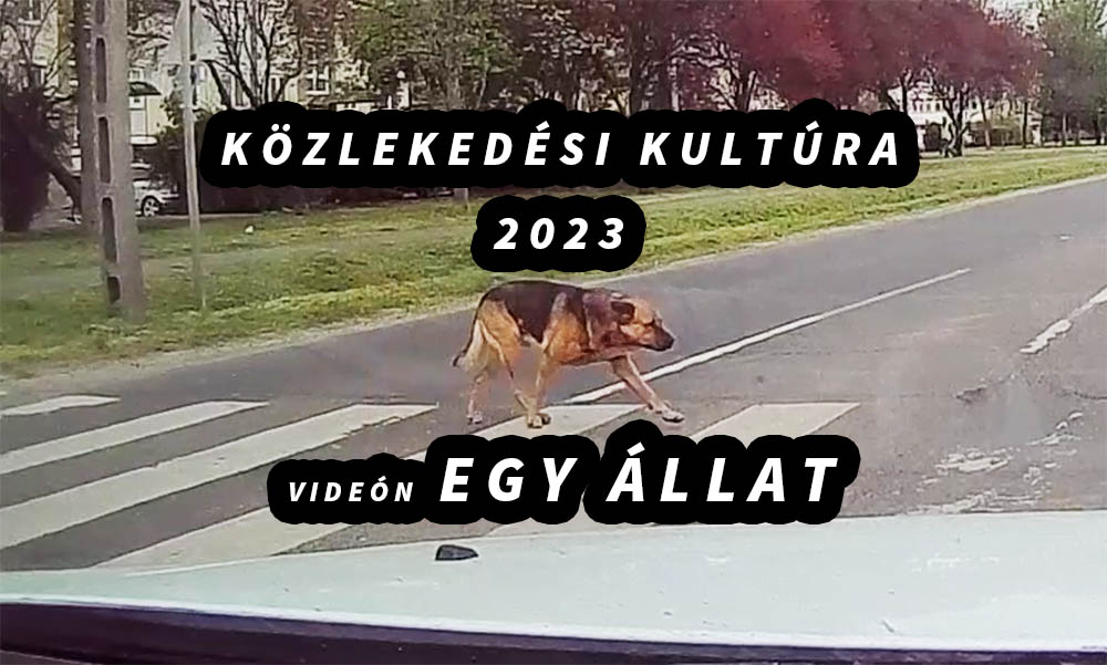 VIDEÓ: Mutatjuk Kazincbarcika legokosabb kutyáját
