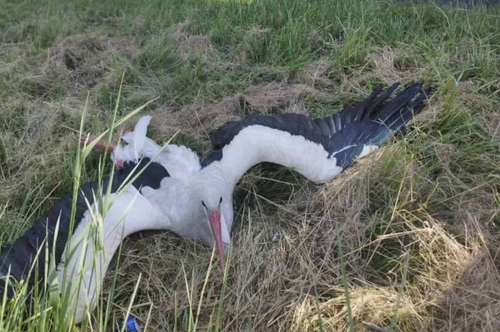 Mikrobusz gázolt el egy gólyát, de a segítség rögtön ott volt