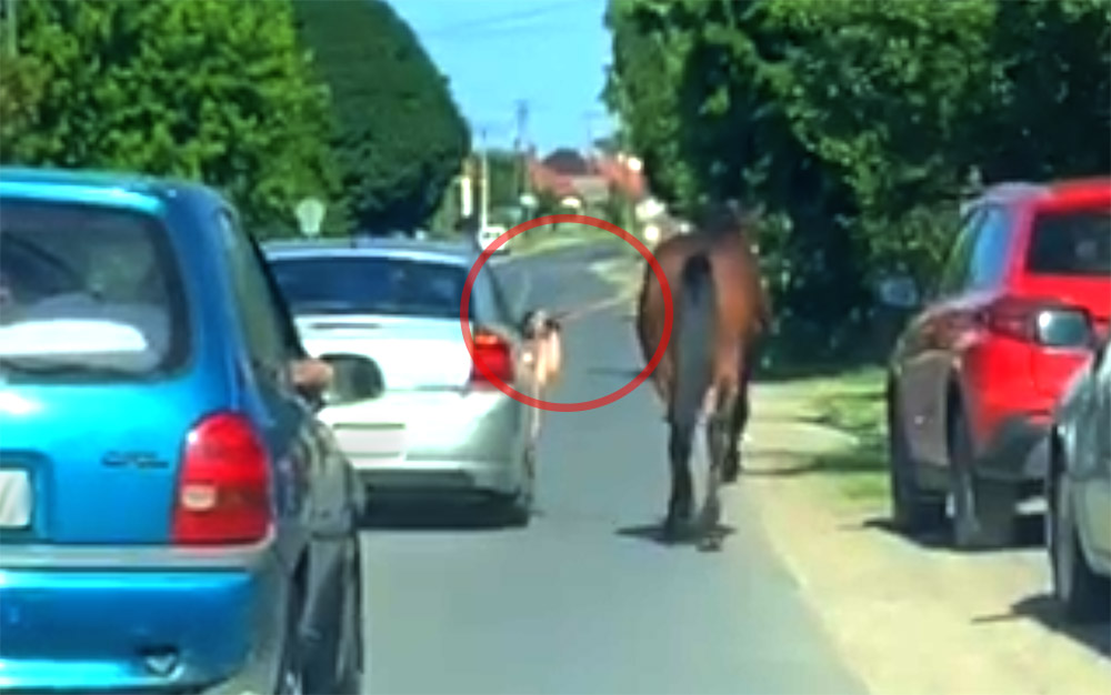 VIDEÓ: Megvolt a plusz 1 lóerő Geszteréden