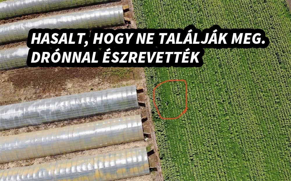 Autót lopott, menekült, majd napraforgótáblába bújt