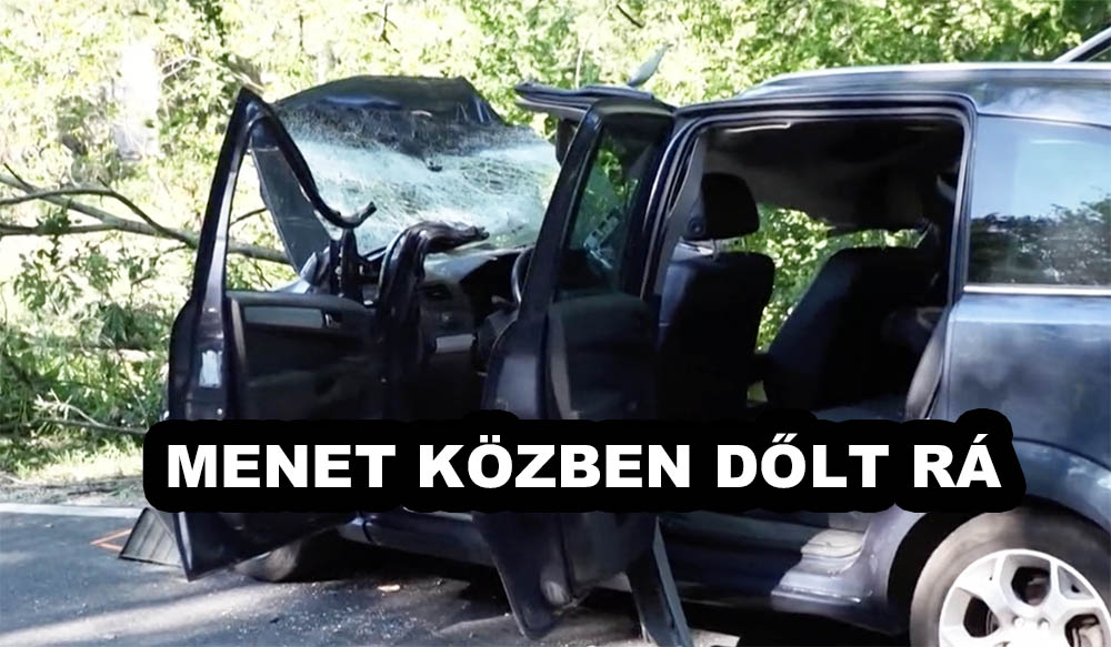 VIDEÓ: Hatalmas fa dőlt egy éppen az úton haladó autóra