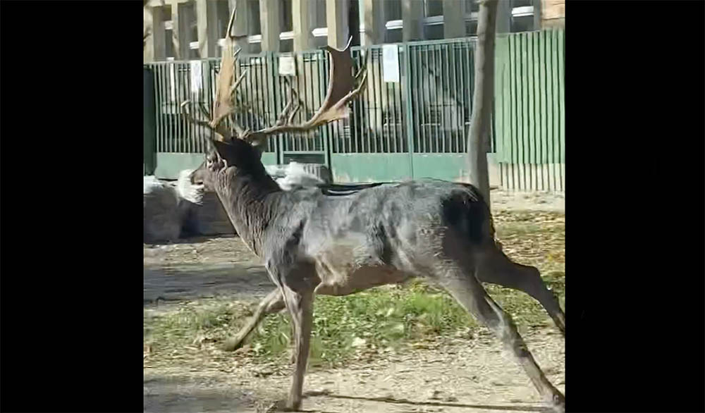 Hatalmas vad vágtázott egy 18. kerületi iskolánál
