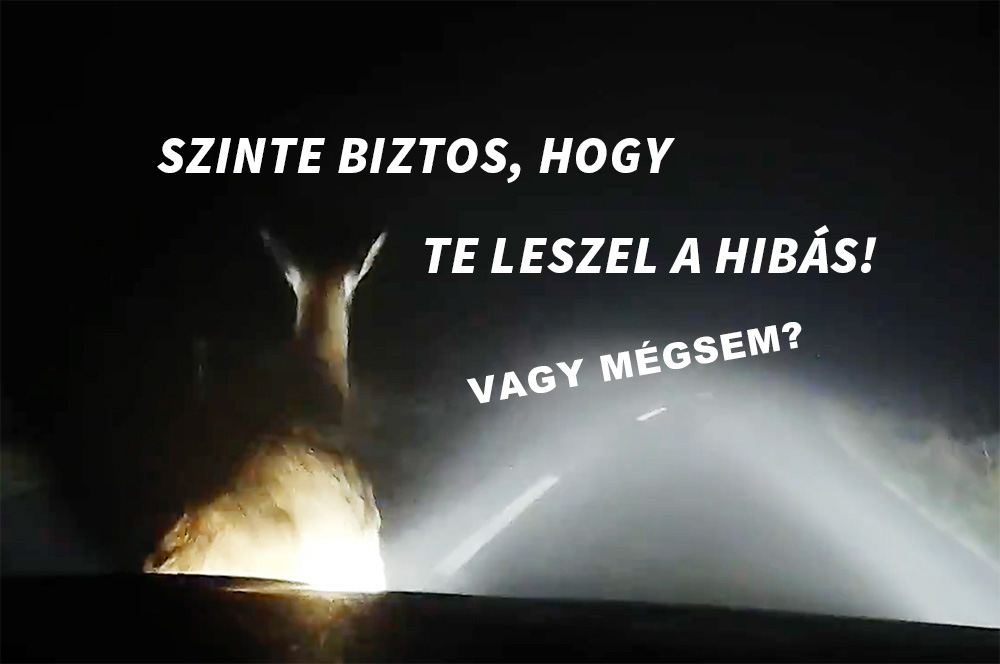Az adott közút kezelője lehet felelős a vadgázolásért, de csak bizonyos körülmények között