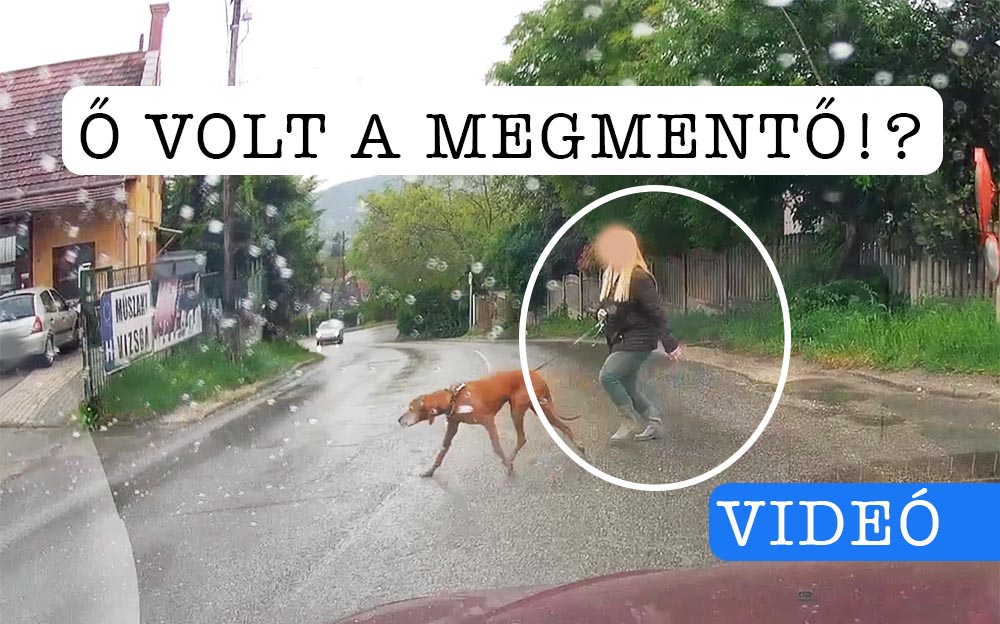 Elengedte a kutyás nőt. Ez menthette meg a frontális ütközéstől